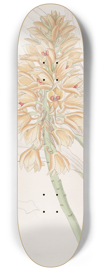 Sydenham Edwards - Yellow-spiked Calanthe 8.25 inch art skate deck