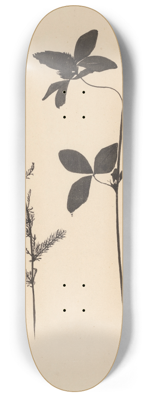 Theo Nieuwenhuis - Klaver en een andere plant 8.25 inch art skate deck