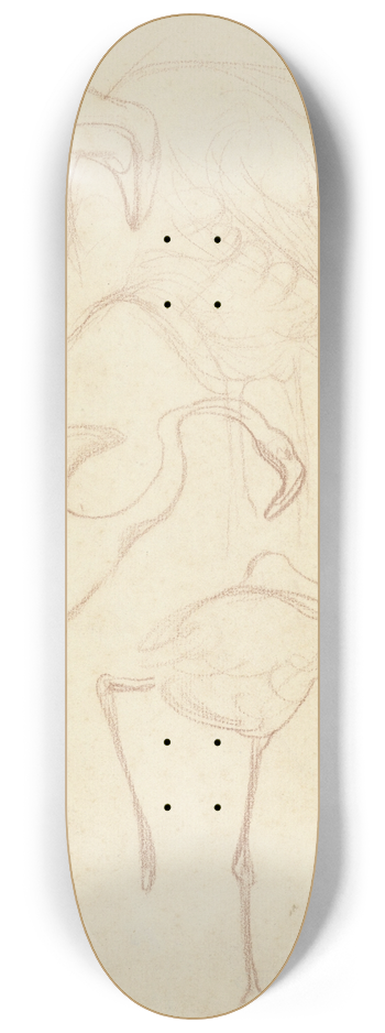 Theo van Hoytema - Studies van flamingos 8.25 inch art skate deck