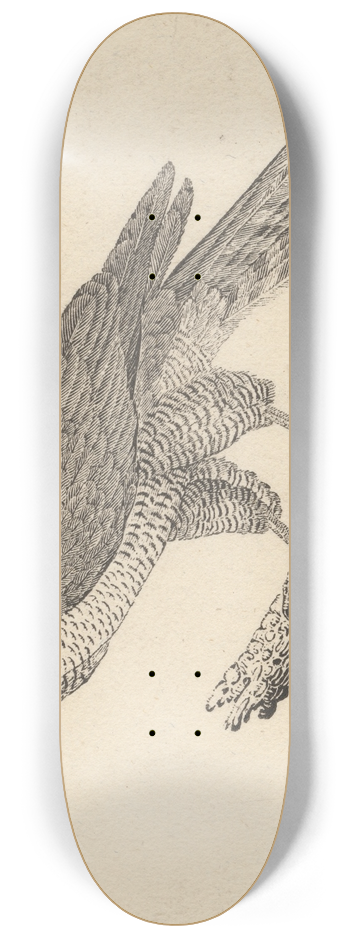 Thomas Bewick - The Goshawk 8.25 inch art skate deck