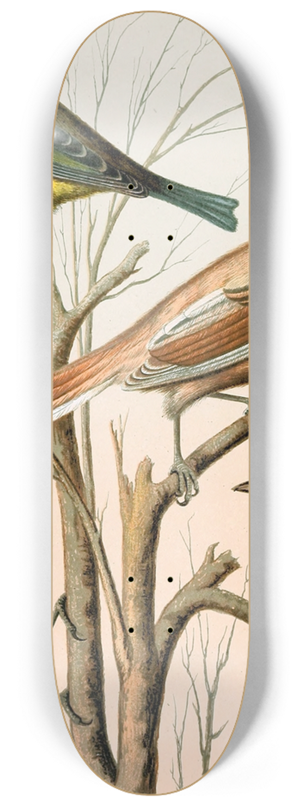 W. A . Blakston - Blue Titmouse, Bearded Titmouse, Cole Titmouse, Marsh Titmouse 8.25 inch art skate deck