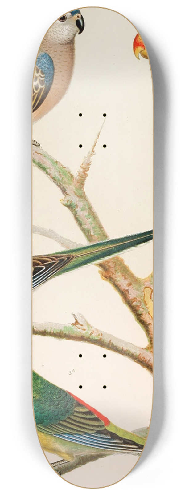W. A . Blakston - Bourkes Parrakeet,Red Winged Parrakeet,Blood-Rumped Parrakeets 8.25 inch art skate deck