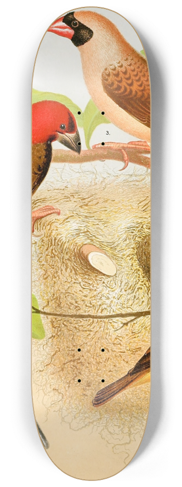 W. A . Blakston - Weaver Birds 8.25 inch art skate deck