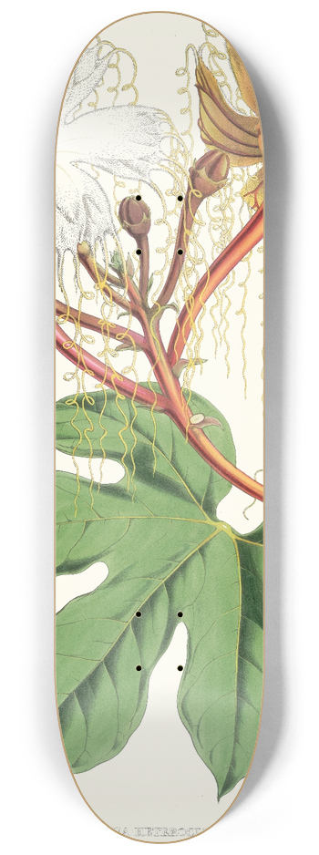 Walter Hood Fitch - Hodgsonia Heteroclita, Hook. fil. et Thoms. (Male plant) 8.25 inch art skate deck
