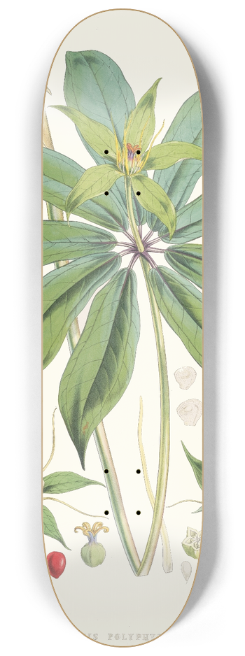 Walter Hood Fitch - Paris Polyphylla, Smit. 8.25 inch art skate deck