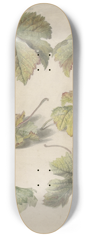 Willem van Leen - Studies van wingerdbladen 8.25 inch art skate deck