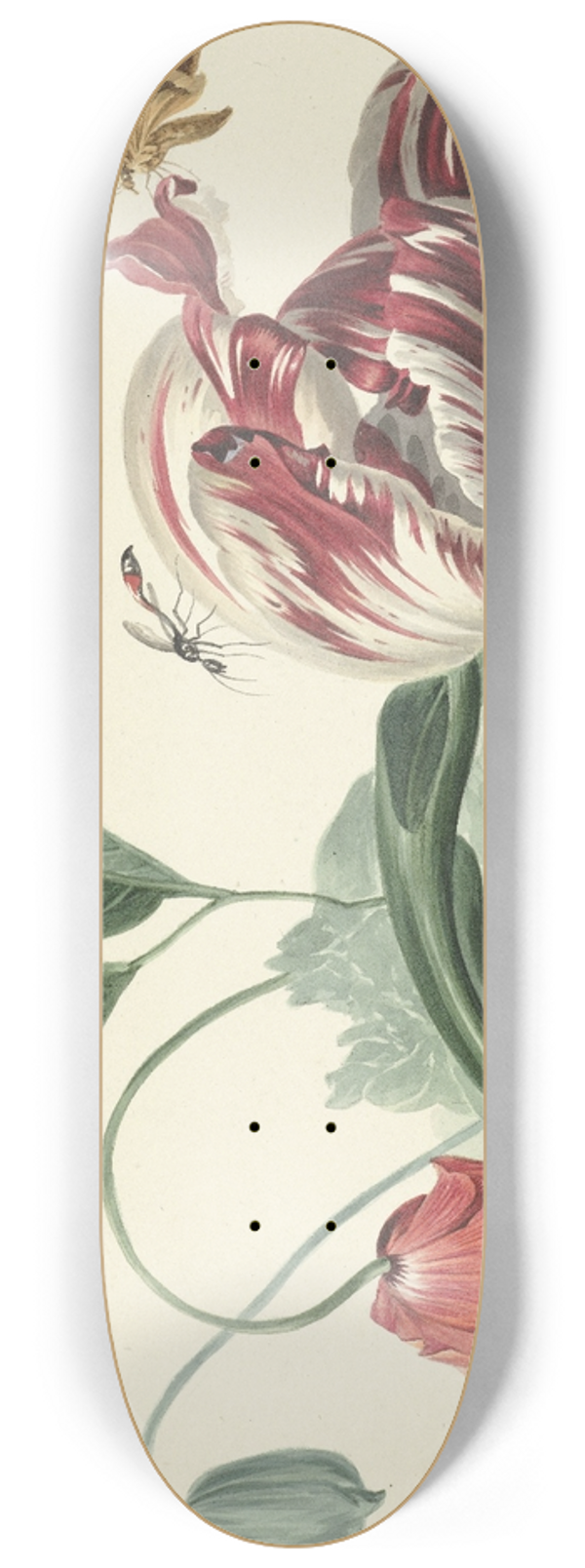 Willem van Leen - Tulip and a Poppy 8.25 inch art skate deck