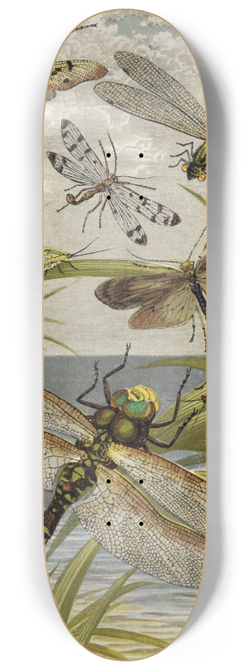 William Houghton - Neuroptera 8.25 inch art skate deck