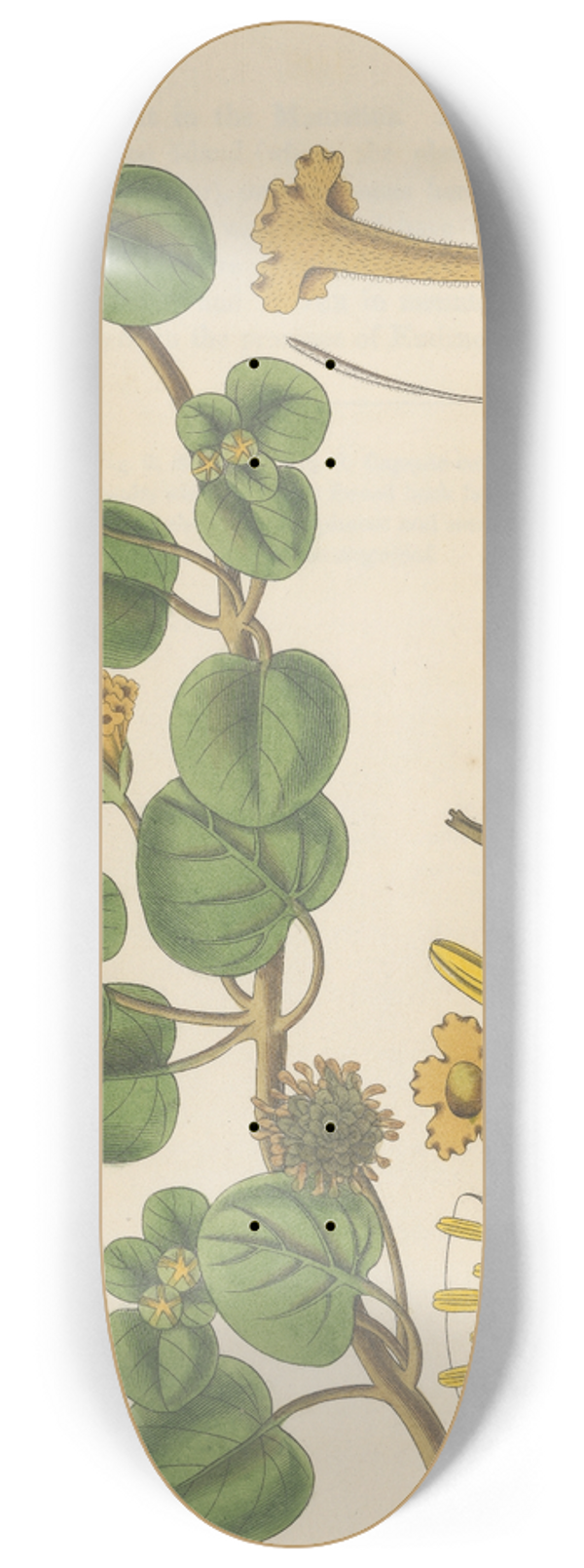 William Jackson Hooker - Abronia arenaria 8.25 inch art skate deck