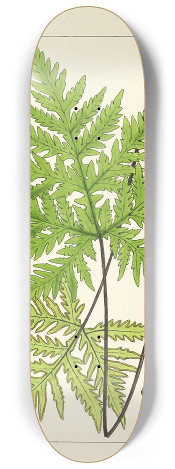William Jackson Hooker - A century of ferns Pl.15 8.25 inch art skate deck