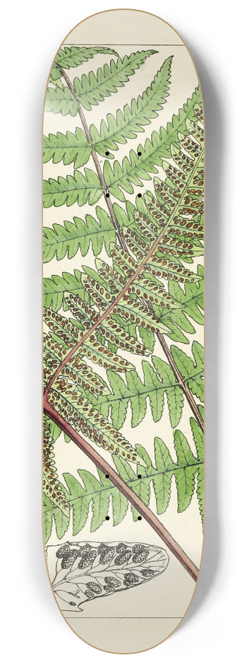 William Jackson Hooker - A century of ferns Pl.85 8.25 inch art skate deck