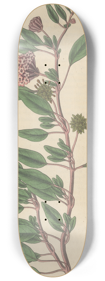 William Jackson Hooker - Arbronia umbellata 8.25 inch art skate deck