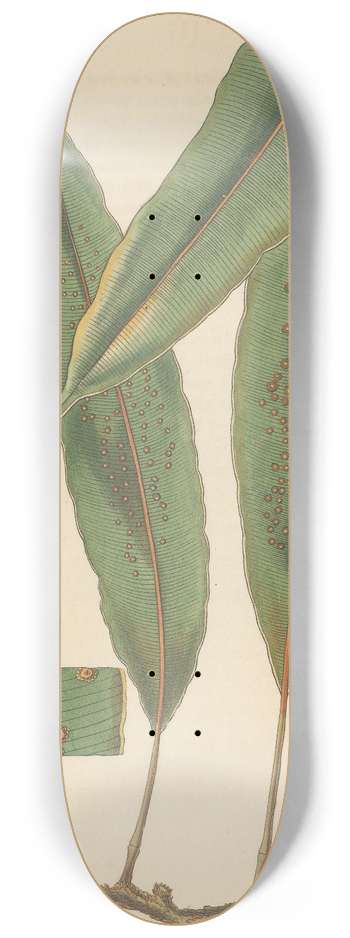William Jackson Hooker - Aspidium nodosum 8.25 inch art skate deck