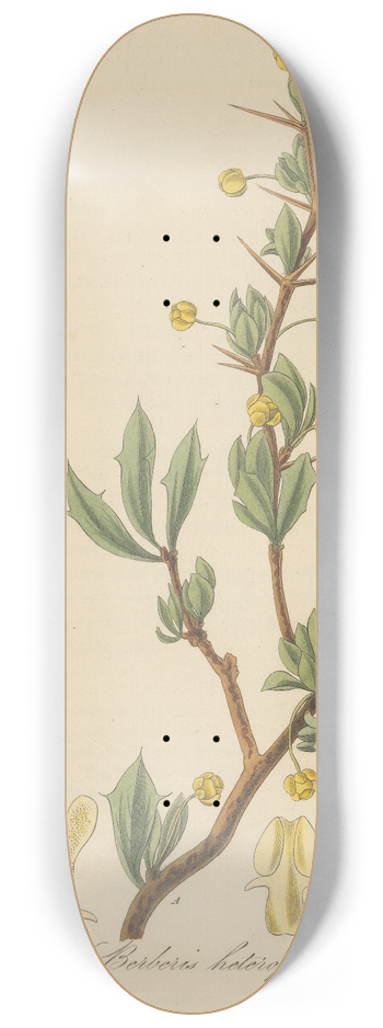 William Jackson Hooker - Berberis heterophylla 8.25 inch art skate deck