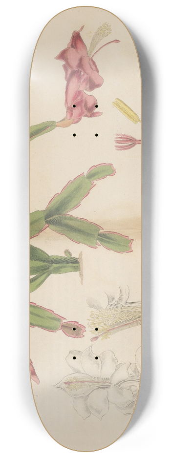 William Jackson Hooker - Cactus truncatus 8.25 inch art skate deck