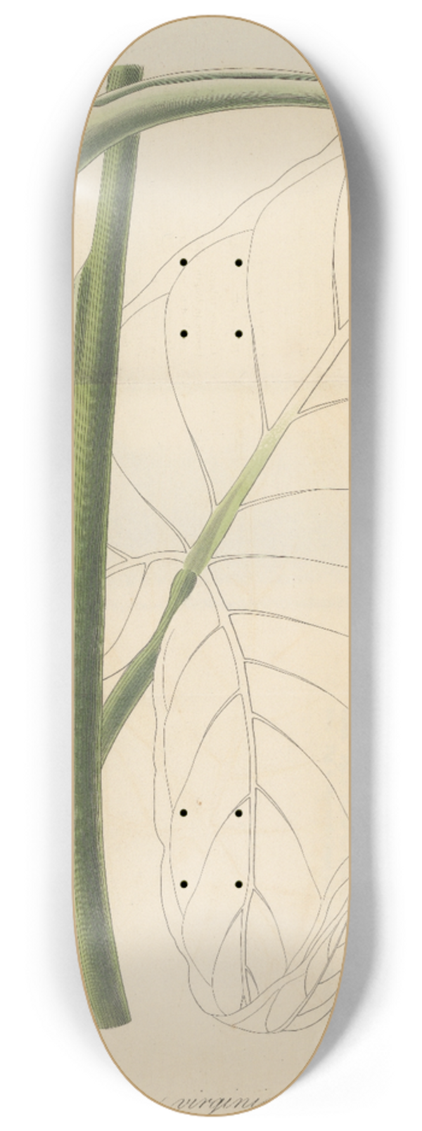 William Jackson Hooker - Caladium virginicum 8.25 inch art skate deck