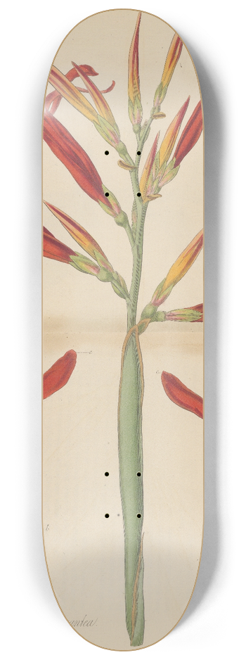 William Jackson Hooker - Canna gigantea. 8.25 inch art skate deck