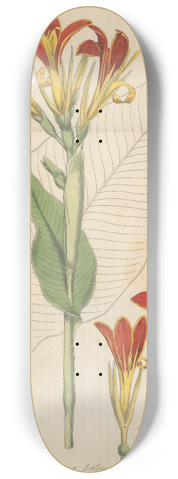 William Jackson Hooker - Canna patens 8.25 inch art skate deck