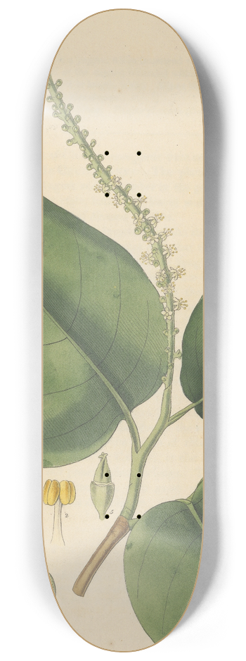 William Jackson Hooker - Coccoloba diversifolia 8.25 inch art skate deck