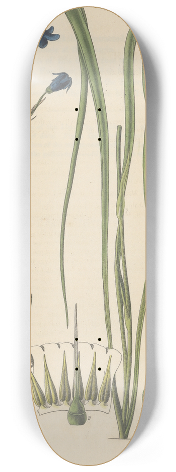 William Jackson Hooker - Conanthera campanulata 8.25 inch art skate deck