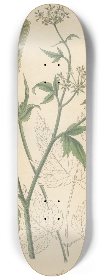 William Jackson Hooker - Conium Aracacha 8.25 inch art skate deck