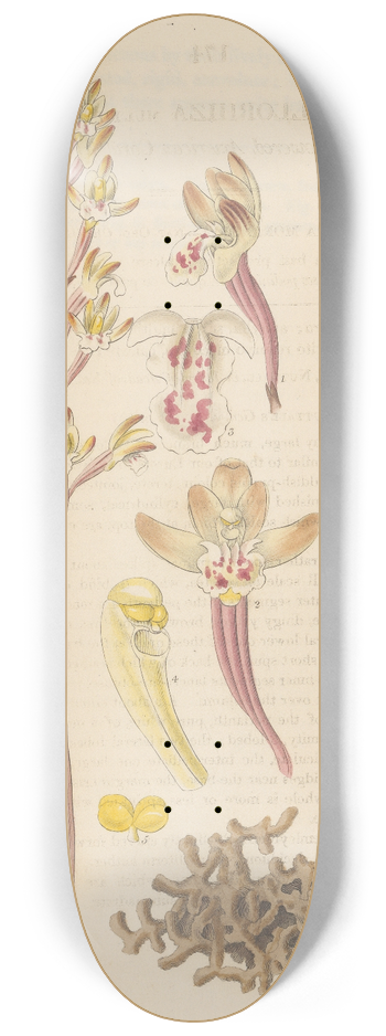 William Jackson Hooker - Corallorhiza multiflora 8.25 inch art skate deck