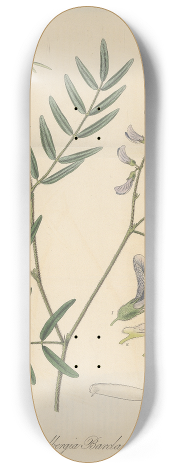 William Jackson Hooker - Dalbergia Barclayii 8.25 inch art skate deck