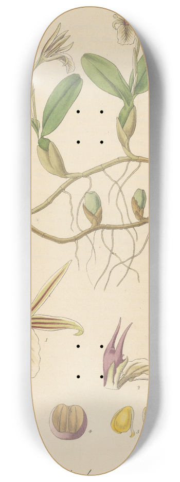 William Jackson Hooker - Epidendrum polybulbon 8.25 inch art skate deck