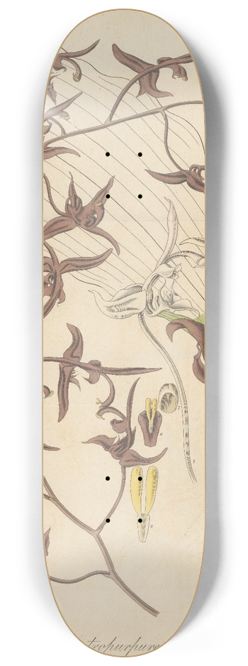 William Jackson Hooker - Gongora atropurpurea 8.25 inch art skate deck