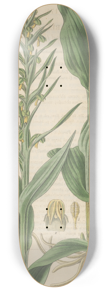 William Jackson Hooker - Habenaria bracteata 8.25 inch art skate deck
