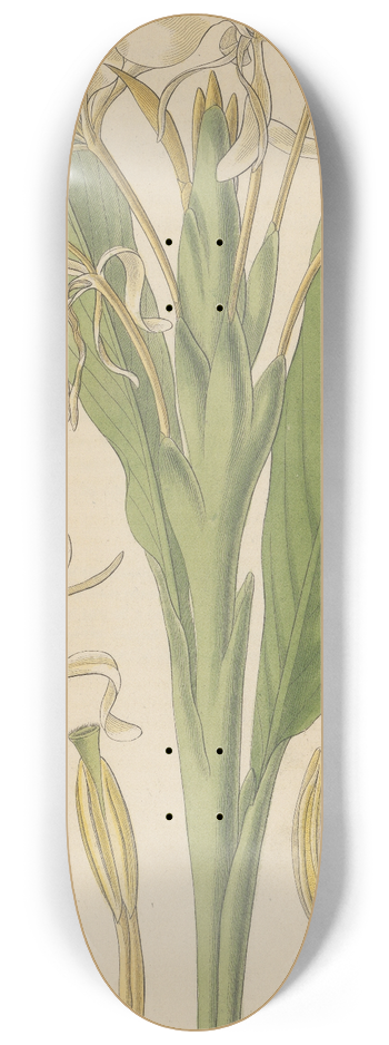 William Jackson Hooker - Hedychium spicatum 8.25 inch art skate deck