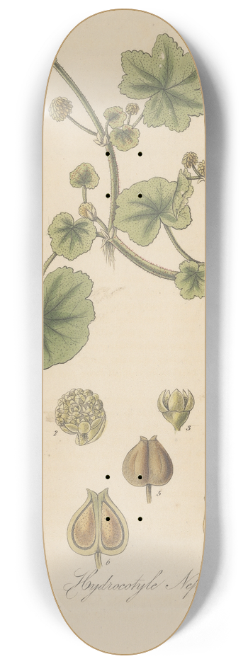 William Jackson Hooker - Hydrocotyle nepalensis 8.25 inch art skate deck