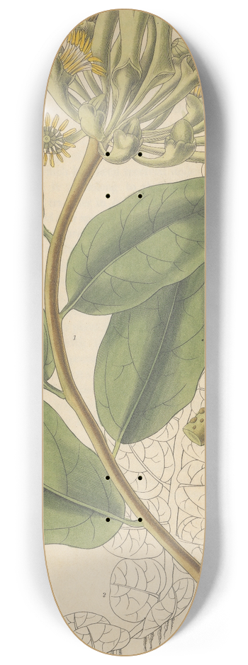 William Jackson Hooker - Marcgravia Umbellata 8.25 inch art skate deck
