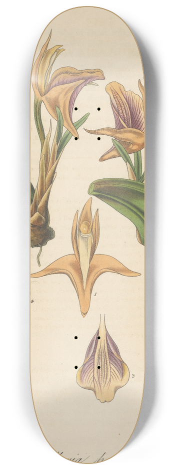 William Jackson Hooker - Maxillaria parvula 8.25 inch art skate deck
