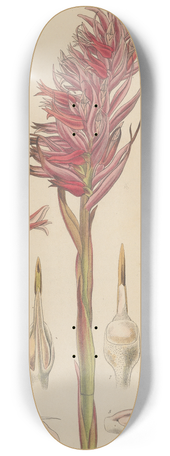 William Jackson Hooker - Neottia speciosa 8.25 inch art skate deck