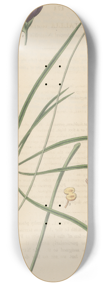 William Jackson Hooker - Nuttallia digitata 8.25 inch art skate deck