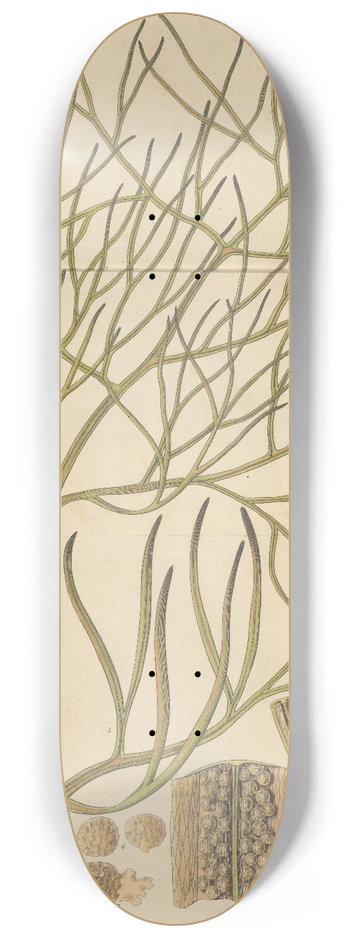 William Jackson Hooker - Parkeria pteridoides 8.25 inch art skate deck