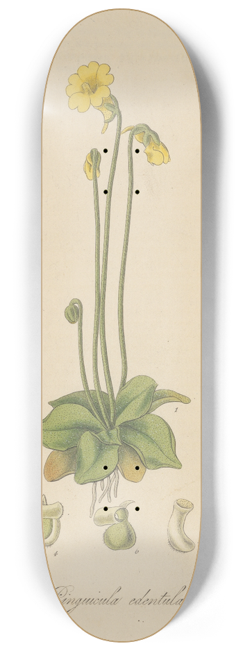 William Jackson Hooker - Pinguicula edentula 8.25 inch art skate deck