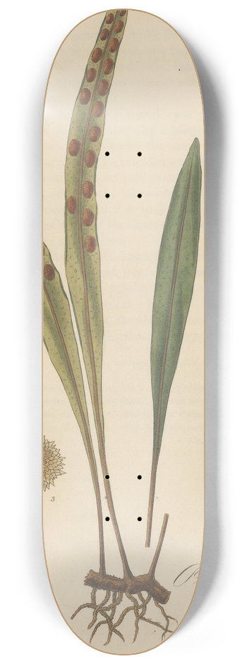William Jackson Hooker - Pleopeltis ensifolia 8.25 inch art skate deck