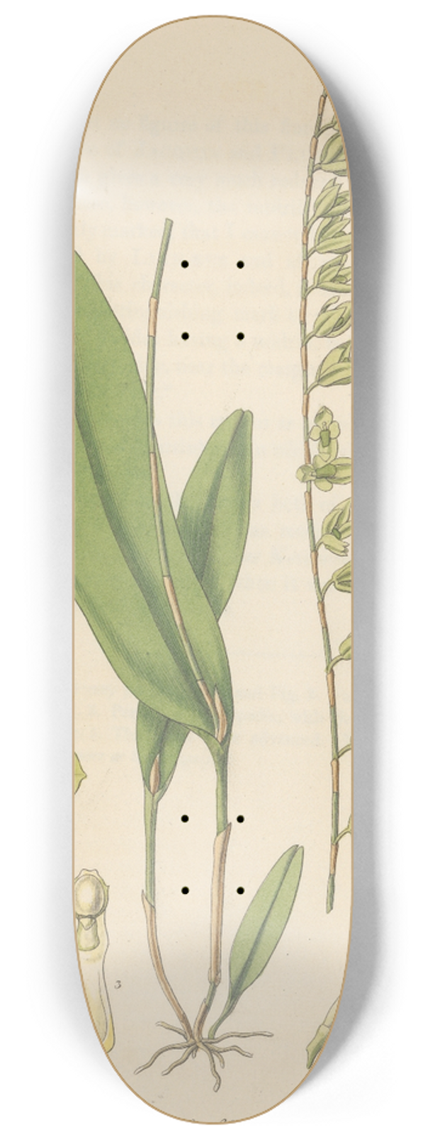 William Jackson Hooker - Pleurothallis racemiflora 8.25 inch art skate deck