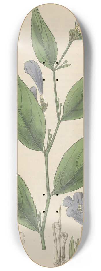 William Jackson Hooker - Ruellia anisophylla 8.25 inch art skate deck