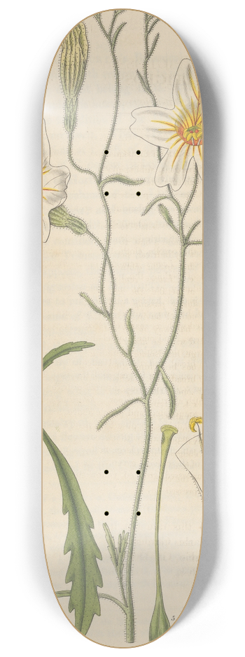 William Jackson Hooker - Salpiglossis straminea 8.25 inch art skate deck