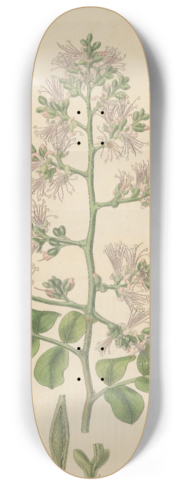 William Jackson Hooker - Shotia Latifolia 8.25 inch art skate deck