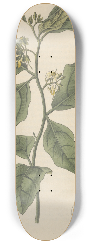 William Jackson Hooker - Solanum Anguivi 8.25 inch art skate deck