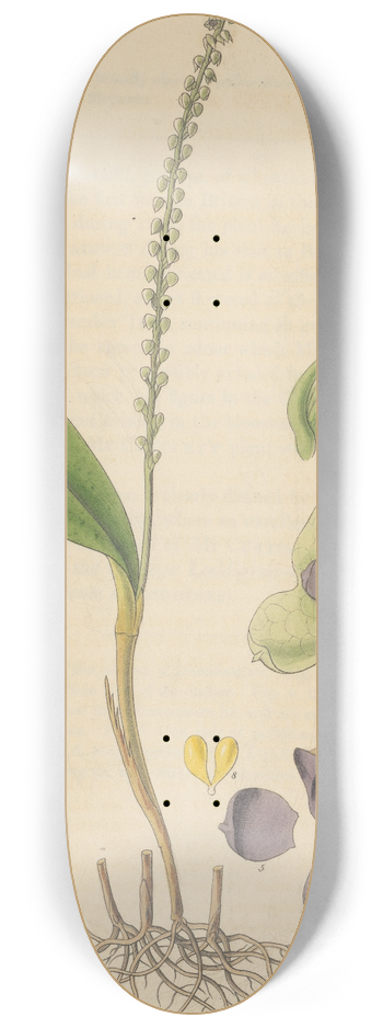 William Jackson Hooker - Stetis Micrantha 8.25 inch art skate deck