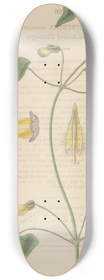 William Jackson Hooker - Thunbergia angulata 8.25 inch art skate deck