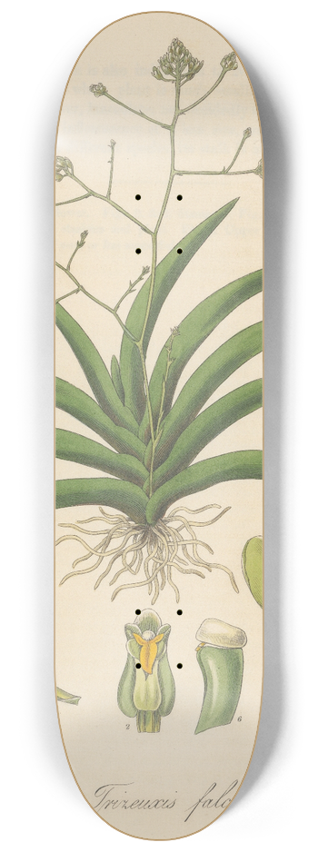 William Jackson Hooker - Trizeuxis falcata 8.25 inch art skate deck