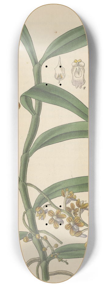 William Jackson Hooker - Vanda recurva 8.25 inch art skate deck