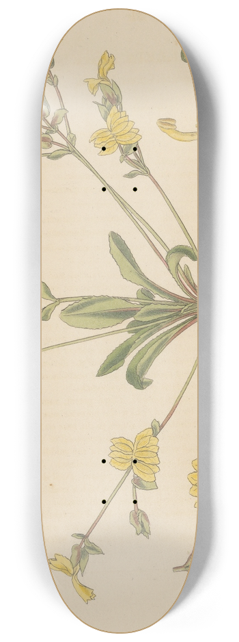 William Jackson Hooker - Velleia lyrata 8.25 inch art skate deck