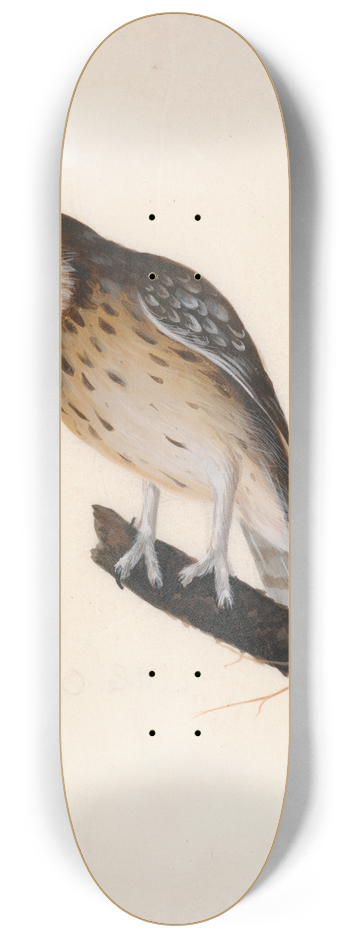 William Lewin - Little Owl 8.25 inch art skate deck